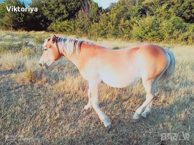 Селскостопански животни, кончета, снимка 15 - Коне - 50977814