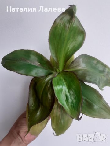 Традесканция, tradescantia zanonia, снимка 2 - Стайни растения - 46776576