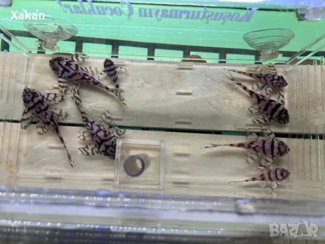 L 236 SW и SY 4.5-5.5см, снимка 2 - Рибки - 50275847