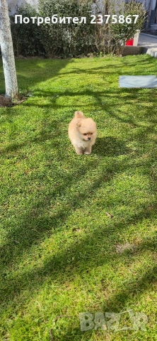 мъжко померанче,померан, снимка 3 - Померан - 53830644