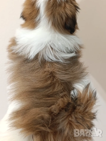 Бебе Ши Тцу /SHIH TZU baby, снимка 2 - Ши Тцу - 53514697