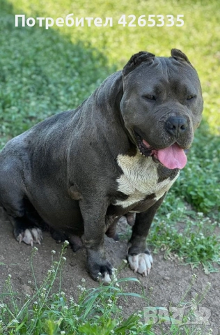 Американско були XL, снимка 8 - За кучета - 51167455