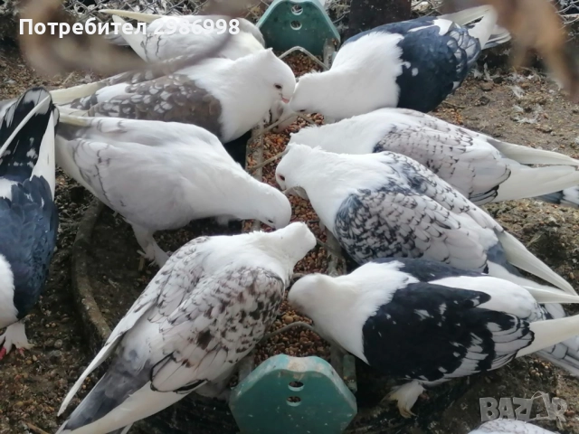 Млади гълъби , снимка 4 - Гълъби - 52771237