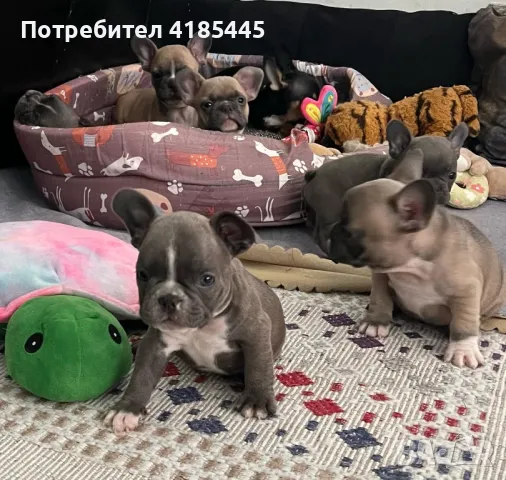 French bulldog / Френски булдог, снимка 5 - Френски булдог - 49214389