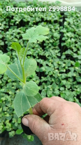 Разсад, снимка 9 - Разсади - 52471727