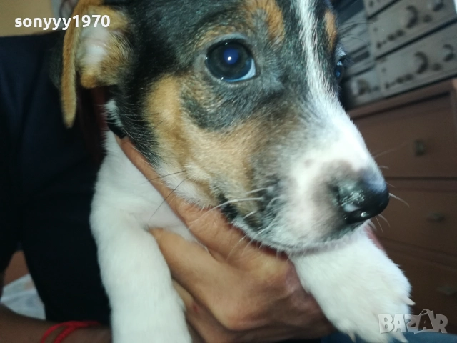 МЪЖКАР-ДЖАК РЪСЕЛ-ПОСЛЕДНА БРОЙКА!!! 2909251715, снимка 17 - Джак ръсел териер - 51880586