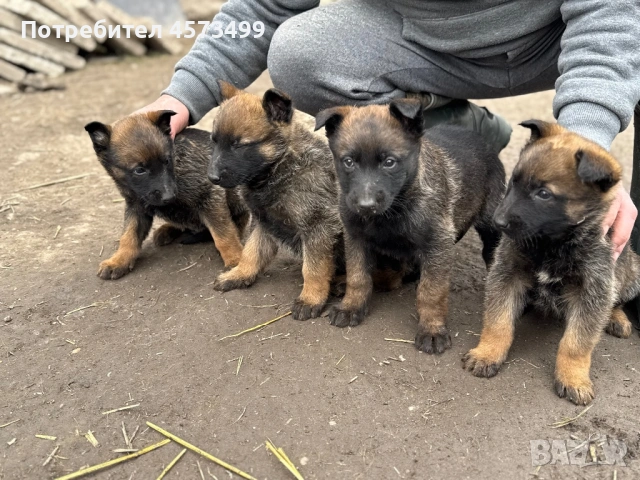 Белгийски овчарки Малиноа, снимка 5 - Белгийска овчарка - 53582487