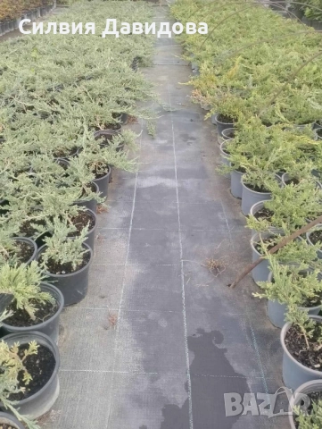 Юниперус , снимка 11 - Градински цветя и растения - 51864443