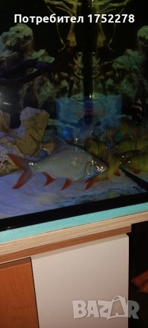 Bardo tinfoil tamanho 15+ см. 80лв.