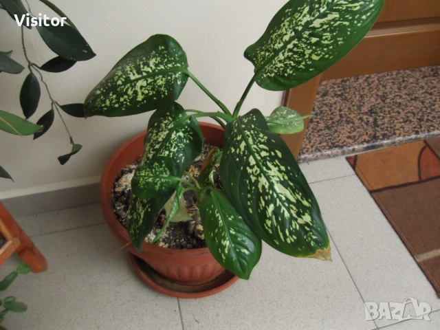 Fujifilm Finepix T350  14 MPx, снимка 16 - Фотоапарати - 53662722