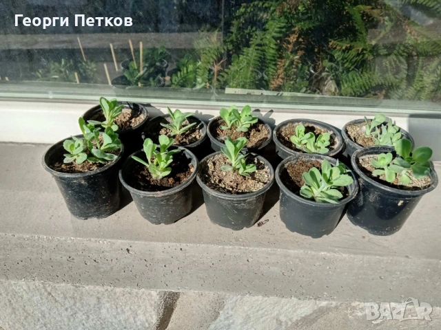 Дебела Мара - 5 €., снимка 3 - Градински цветя и растения - 53869481