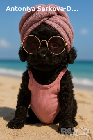 Пудел Мини/Poodle Mini, снимка 2 - Пудели - 52096149