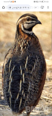 Арлекин пъдпъдък, снимка 5 - други­ - 52924120