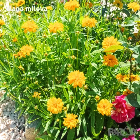 Кореопсис, Coreopsis Grandiflora 'Early Sunrise', снимка 11 - Градински цветя и растения - 39506437