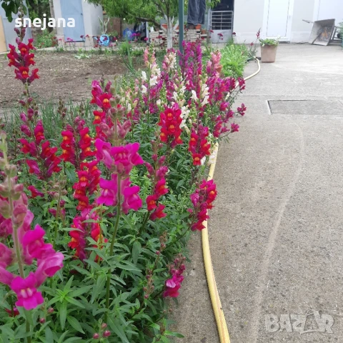 Расад, тагетис ,кученца , снимка 4 - Разсади - 50482774