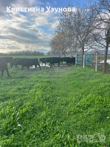 Продавам месодайни крави и телета