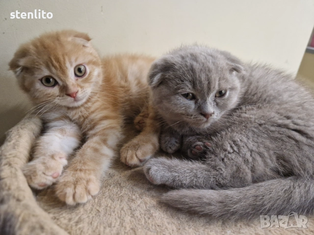 Клепоухи бебета Шотландски