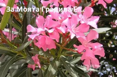 Зокум - Олеандър, снимка 3 - Градински цветя и растения - 54108958