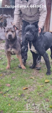 Кане корсо (ферментино), снимка 9 - Кане корсо - 53929196