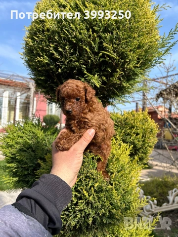 Мини той пудел момче, снимка 3 - Померан - 44449335