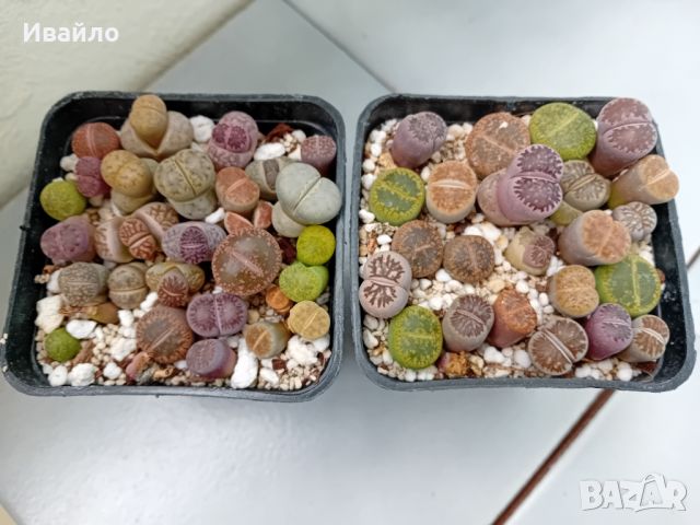 Живи камъчета - Lithops, снимка 7 - Градински цветя и растения - 33193359