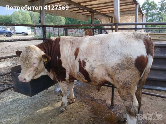 Продавам 2 бика Симентал, снимка 1 - Крави - 46166275