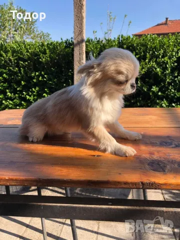 Продавам мини чихуахуа , снимка 2 - Чихуахуа - 50056679