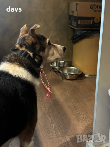 Добродушен Mладеж Tърси Дом, снимка 8 - Други - 53994566