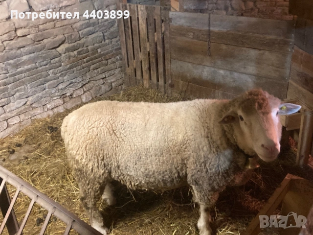 Овен Ил Дьо Франс, снимка 6 - Овце - 53617904