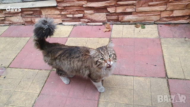 Красавец търси приемен / постоянен дом, снимка 11 - Други - 53488361