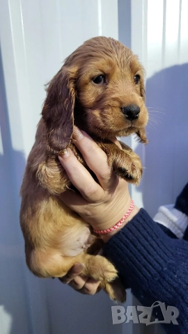 Продавам кокер шпаньоли, снимка 2 - Кокер шпаньол - 53789078