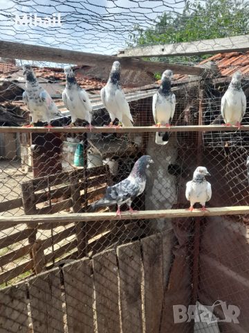 Продавам пакистански гълъби, снимка 3 - Гълъби - 46445772