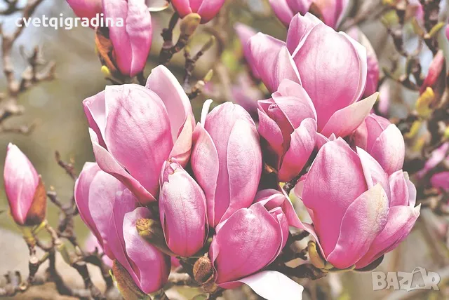 Magnolia Pink ice(Магнолия Розов лед), снимка 3 - Градински цветя и растения - 49720768