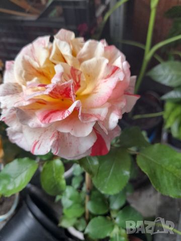 Роза, снимка 8 - Градински цветя и растения - 46066319