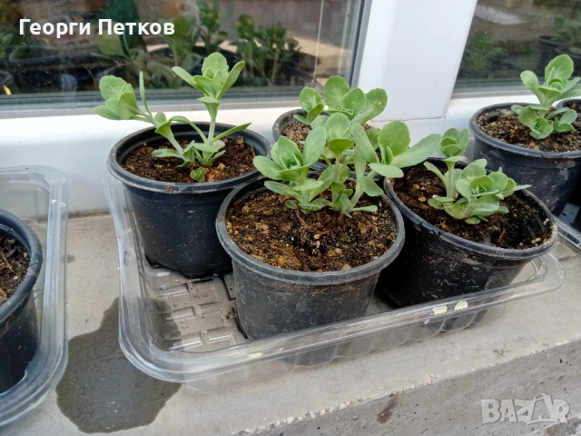 Дебела Мара, снимка 2 - Градински цветя и растения - 53796614