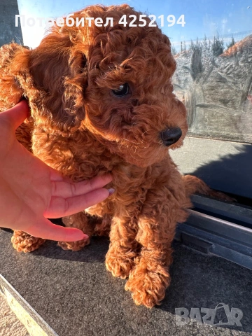 Мини пудел мъжко , снимка 4 - Пудели - 53786635