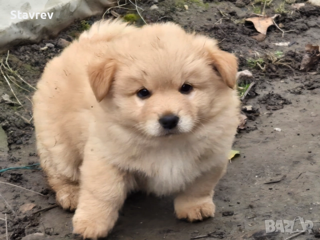 Кученца, снимка 6 - Други - 52561457