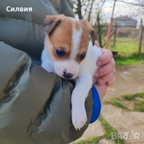 Джак Ръсел , снимка 5 - Джак ръсел териер - 52775745