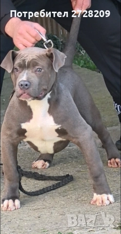 Американско Були Хл/American Bully XL , снимка 2 - Питбул - 53614865