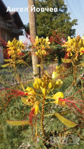 Цезалпиния - Райска птица