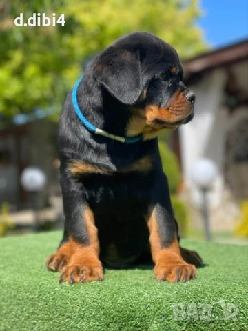 Ротвайлери , снимка 4 - Ротвайлер - 51151661