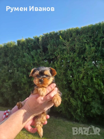 Съкровища малки, снимка 3 - Йоркширски териер - 53864715