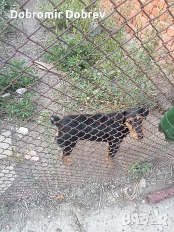 Ягтериери , снимка 6 - Ягдтериер - 51487686