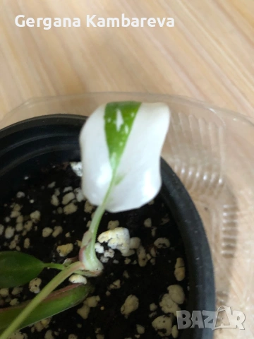 Philodendron White Princess 