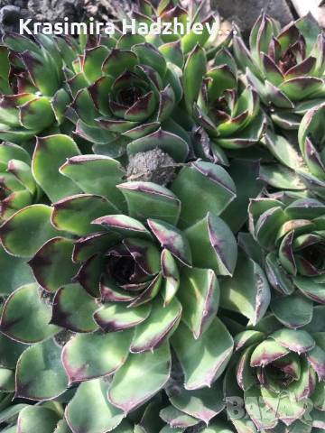 Сукуленти  Дебелец / Алпийска  роза. Много видове и размери Закалени са Растат на двора в еко градин, снимка 13 - Градински цветя и растения - 22214213