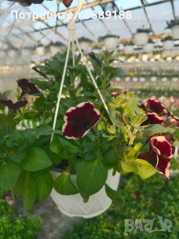 Каскадна петуния в кошница, снимка 8 - Градински цветя и растения - 53854941