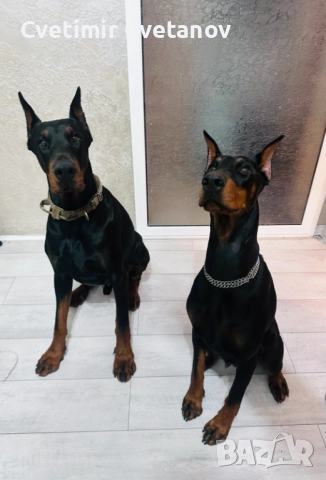 Доберманчета с родословни родители, снимка 11 - Доберман - 52974860