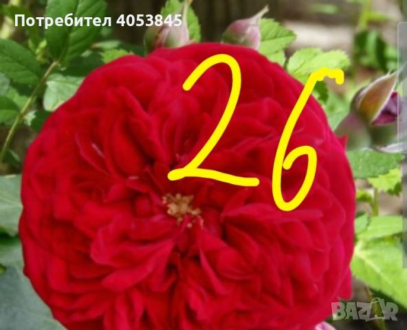 Продавам рози в контейнери, снимка 2 - Градински цветя и растения - 45109095