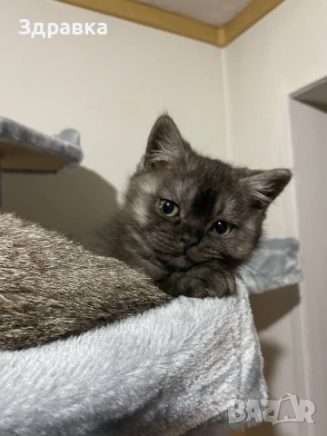 Британски късокосмести мъжки котета , снимка 1