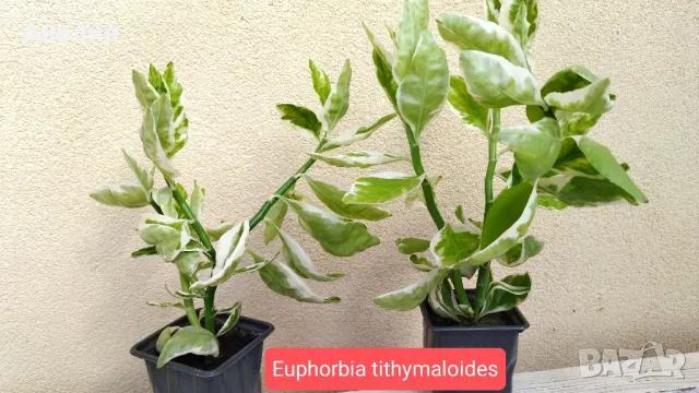 Euphorbia tithymaloides, снимка 1 - Стайни растения - 47080630